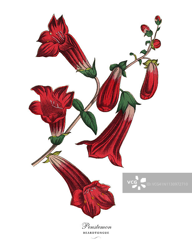 Penstemon 或 Beardtongue 植物，维多利亚植物插图图片素材