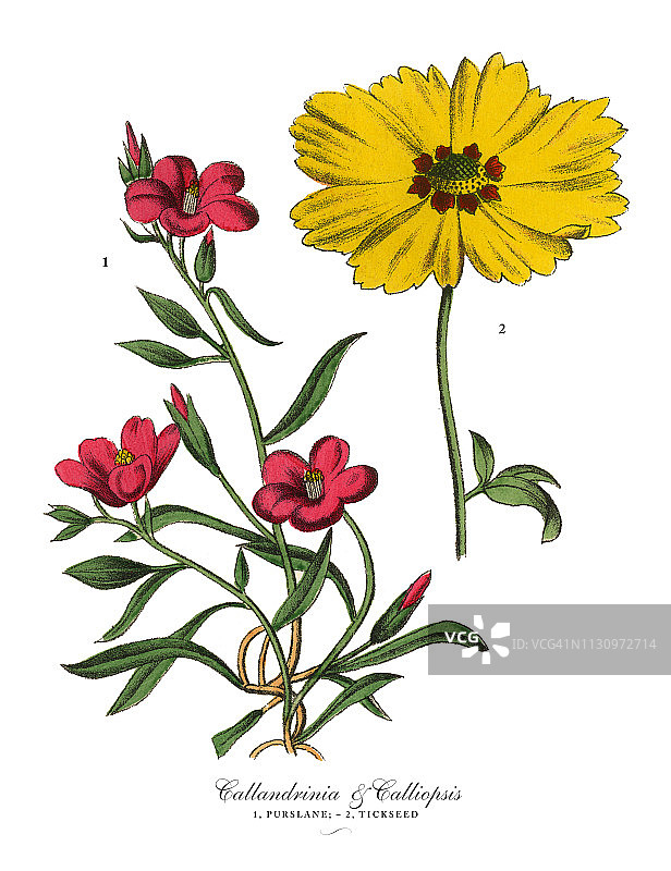 维多利亚植物图：紫 Purslane 植物和 Calliopsis 植物图片素材