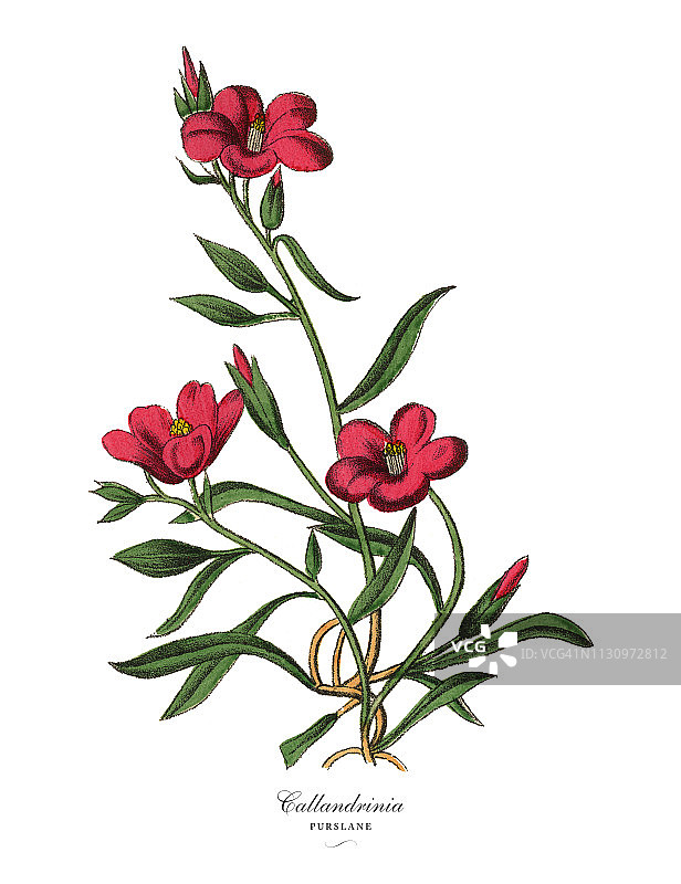 维多利亚植物图谱：回欢草或马齿苋图片素材