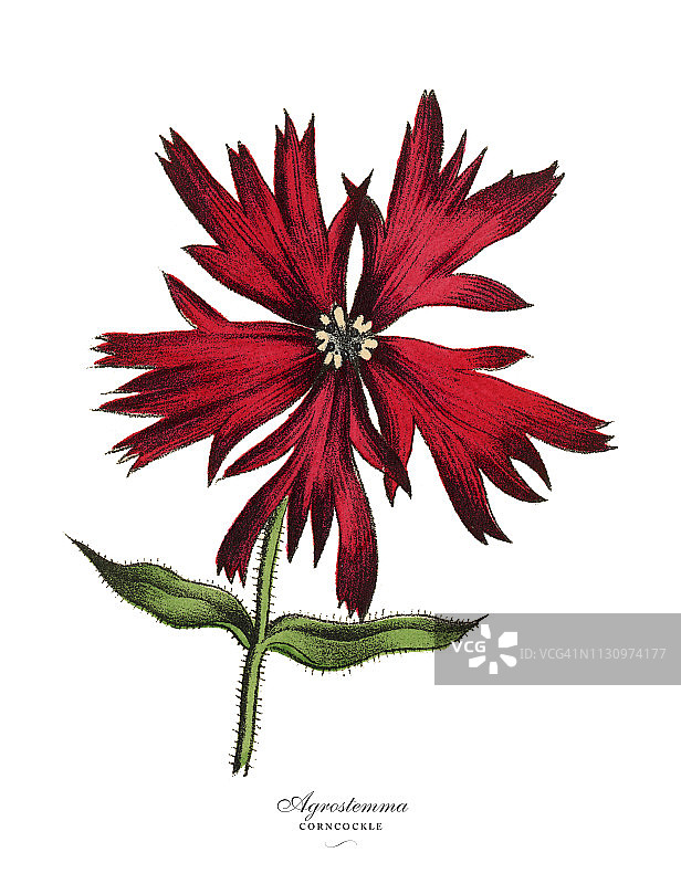 石碱花和 Corncockle 植物，维多利亚植物插图图片素材