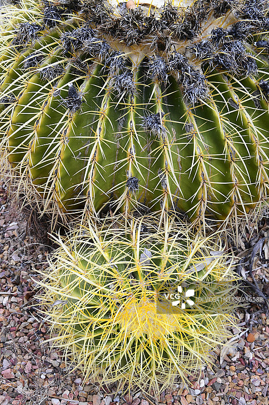 仙人掌和沙漠植物图片素材