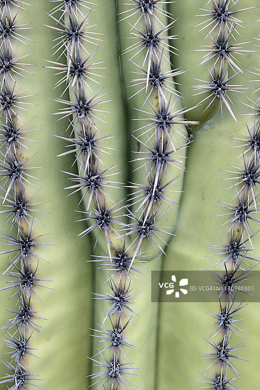 仙人掌和沙漠植物图片素材