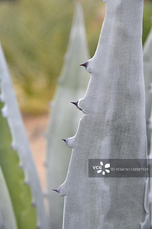 仙人掌和沙漠植物图片素材
