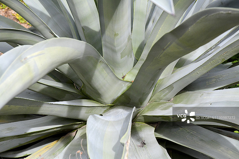 仙人掌和沙漠植物图片素材