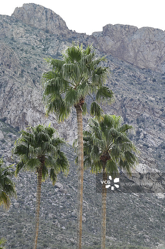 仙人掌和沙漠植物图片素材