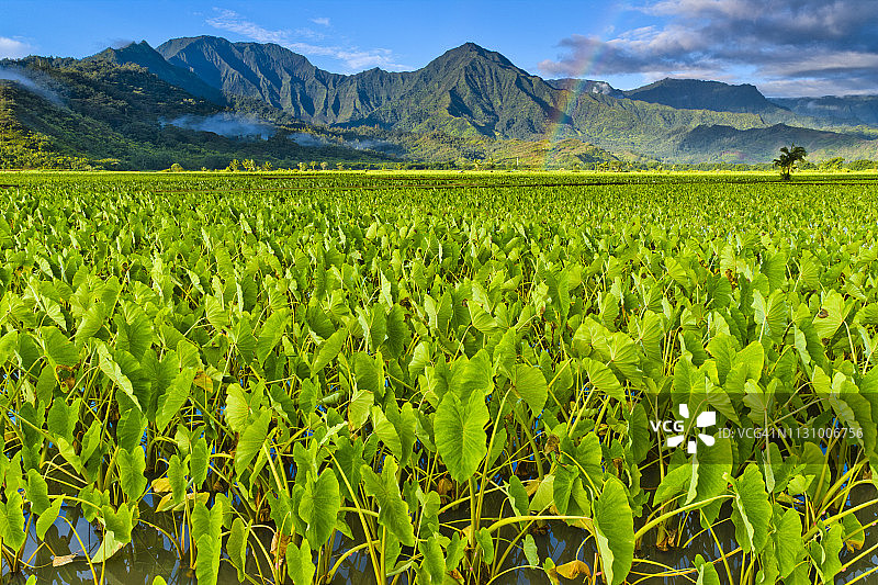 夏威夷考艾岛图片素材