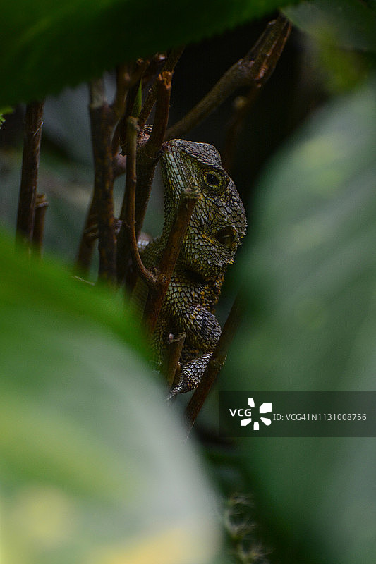 绿树飞蜥图片素材