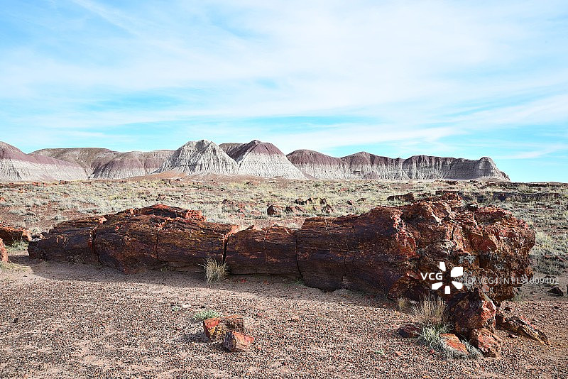 石化森林国家公园的长木图片素材