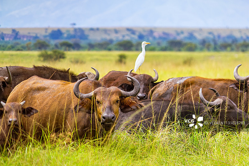 伊丽莎白女王国家公园的非洲水牛群，乌干达图片素材