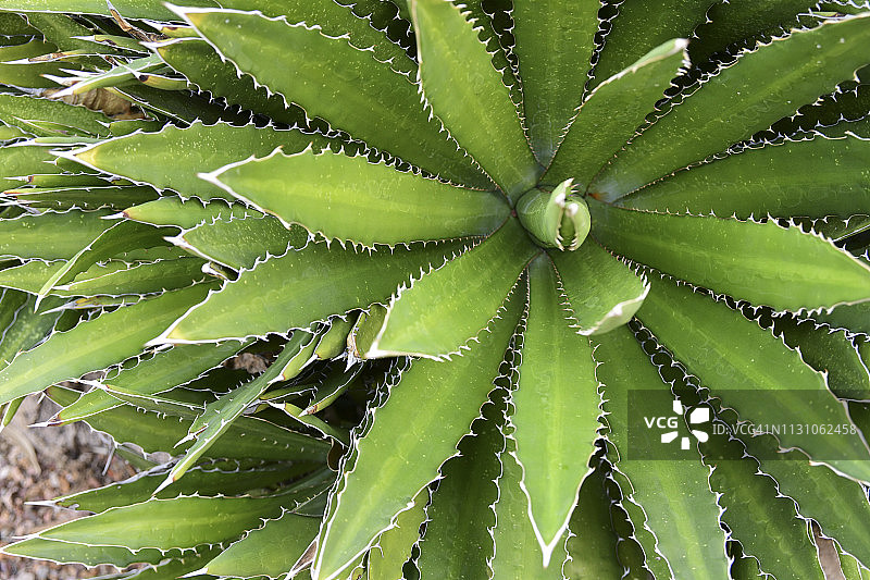 仙人掌和沙漠植物图片素材