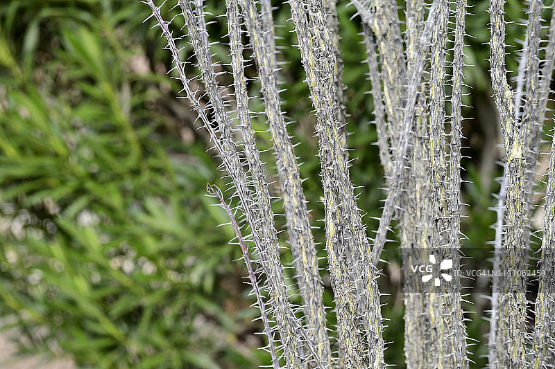 仙人掌和沙漠植物图片素材