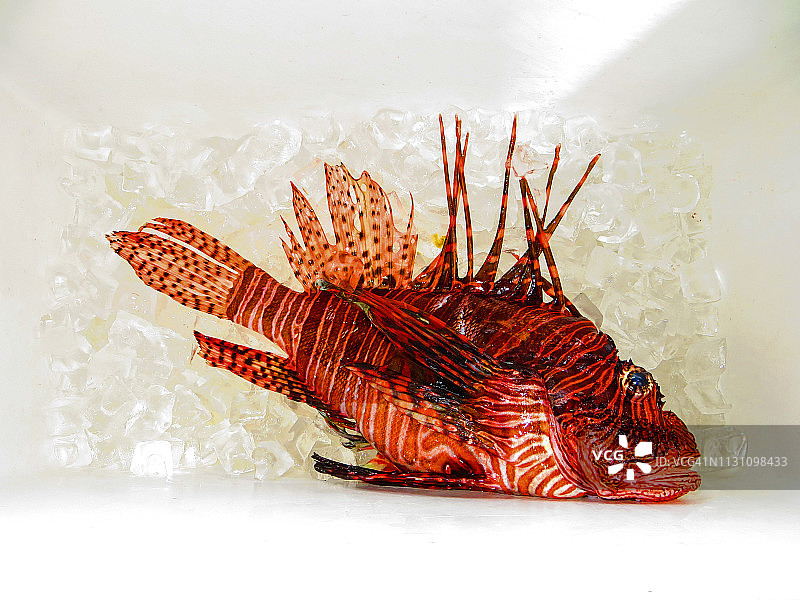 冰上的狮子鱼图片素材