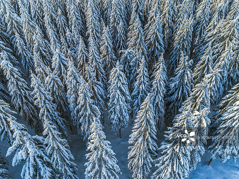 白雪皑皑的森林鸟瞰图图片素材
