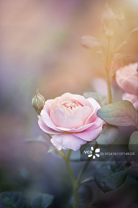 粉色丁香玫瑰花图片素材