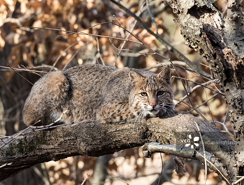 短尾猫坐在树上图片素材