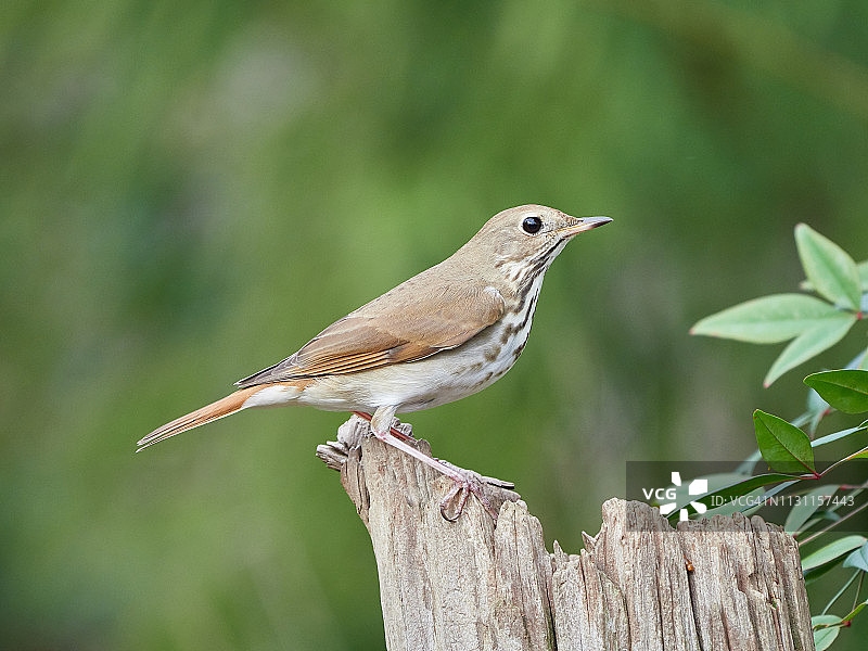隐士鸫鸟图片素材