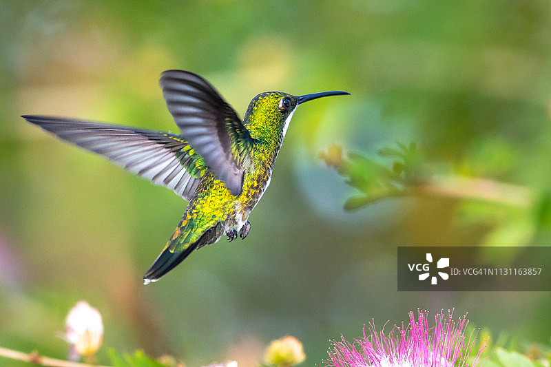 悬停在红绒球花树上的黑喉芒果蜂鸟图片素材