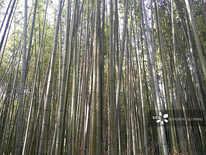 岚山竹林图片素材