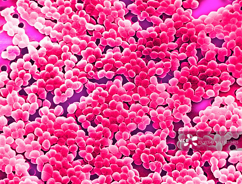 革兰氏阳性肠球菌细菌的扫描电镜图图片素材