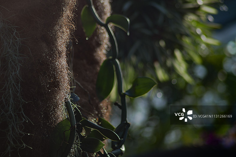 纹理丰富的果园和葡萄藤图片素材