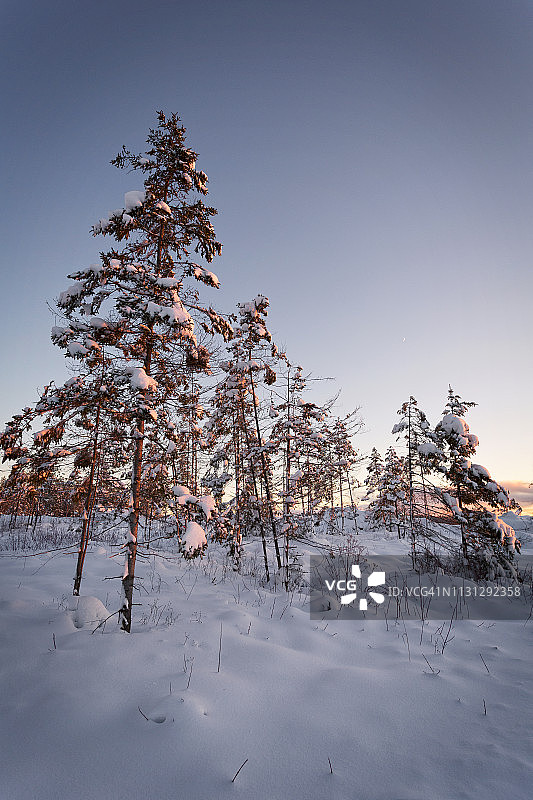 圣加布里埃尔-德里穆斯基的雪地幼树图片素材