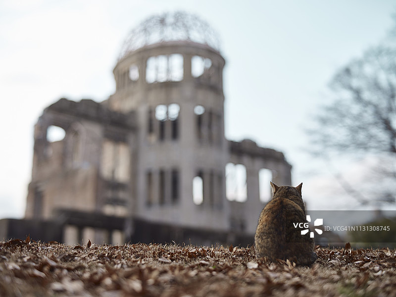 与原子弹圆顶合影的猫图片素材