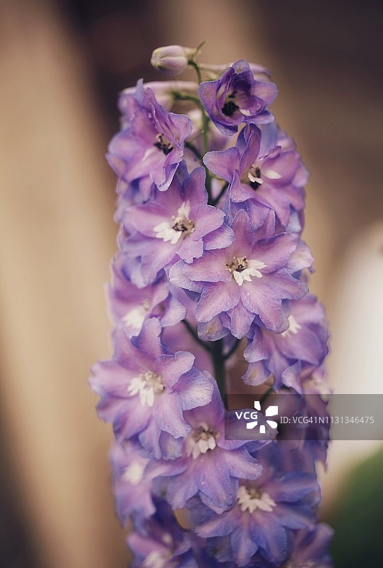 紫色镶边的粉色风信子图片素材