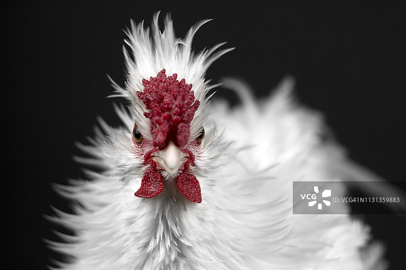 鸡舍里的家禽肖像图片素材