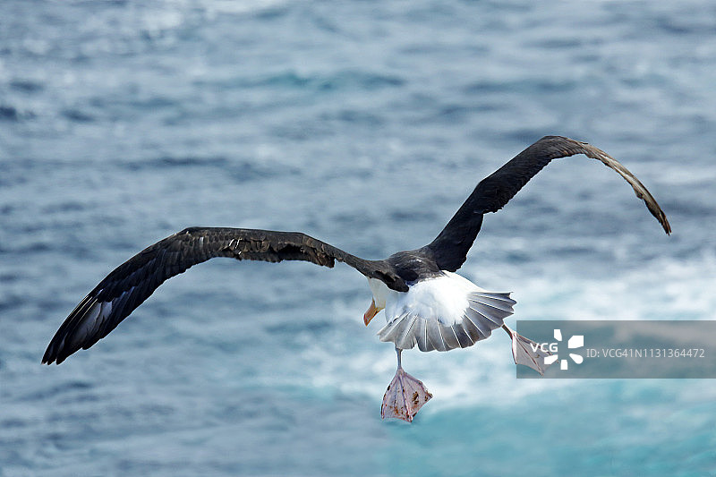 一只雌性信天翁飞离新岛，前往福克兰群岛觅食图片素材