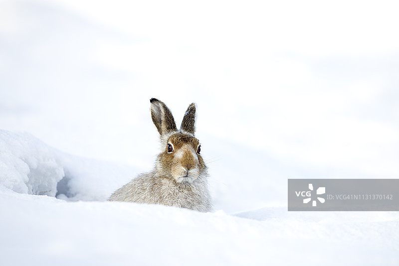 苏格兰雪兔图片素材