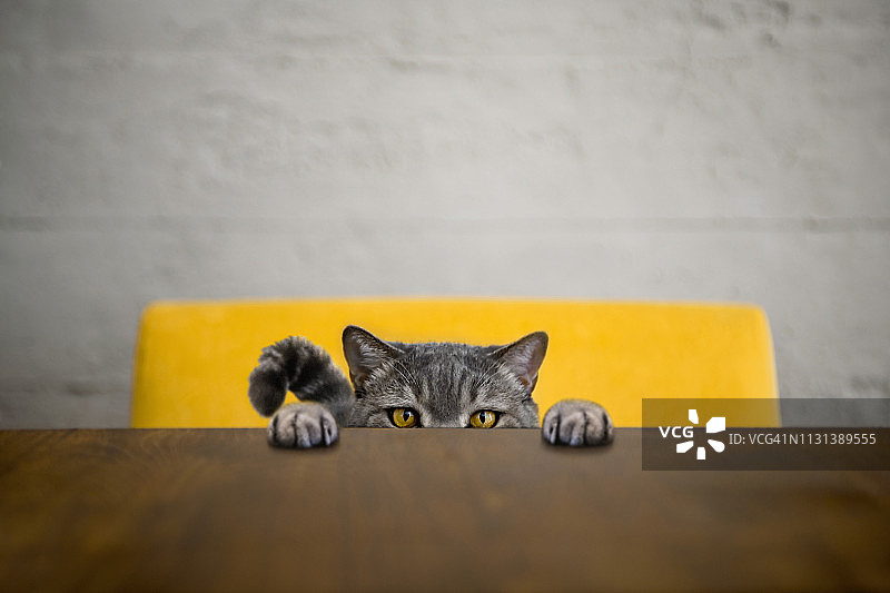 盯着目标看的大眼顽皮肥胖猫，英国短毛猫图片素材