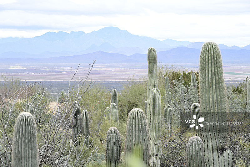 巨人柱仙人掌和沙漠植物图片素材