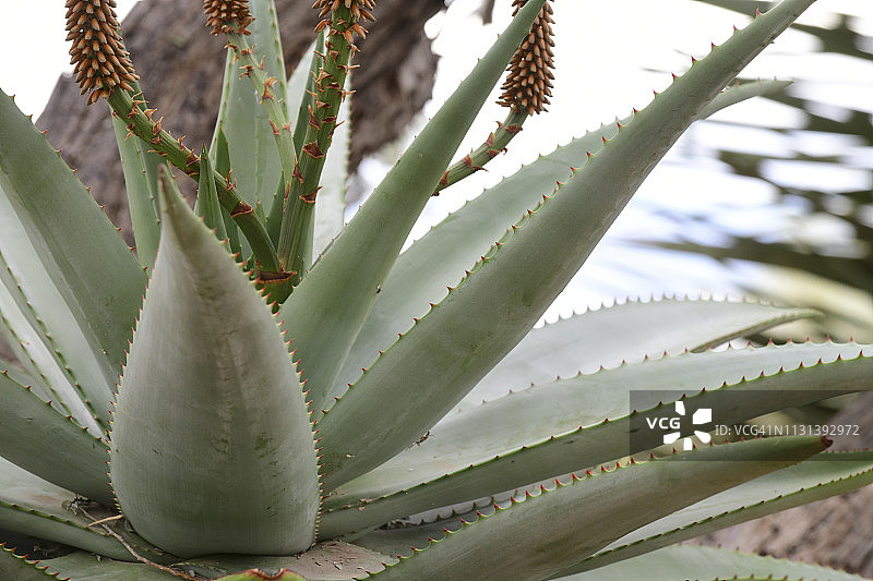 巨人柱仙人掌和沙漠植物图片素材