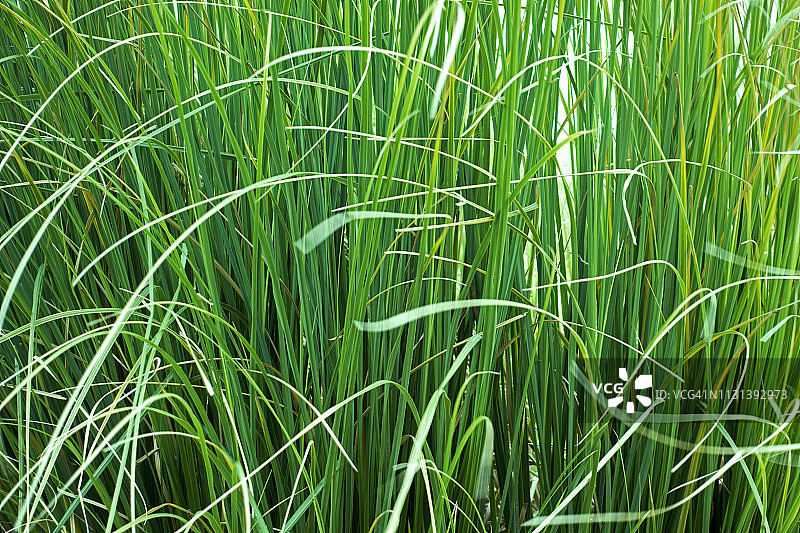自然中的绿色植物芦苇图片素材