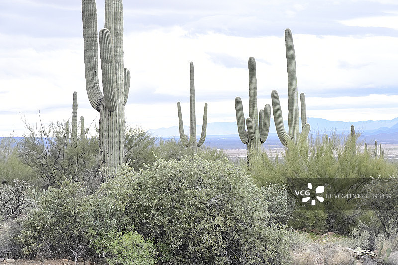 巨人柱仙人掌和沙漠植物图片素材