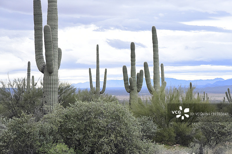 巨人柱仙人掌和沙漠植物图片素材