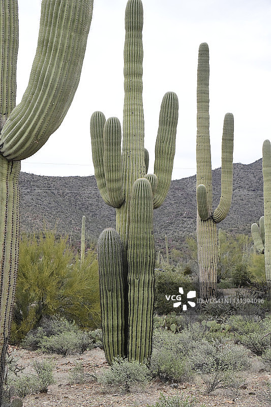 巨人柱仙人掌和沙漠植物图片素材
