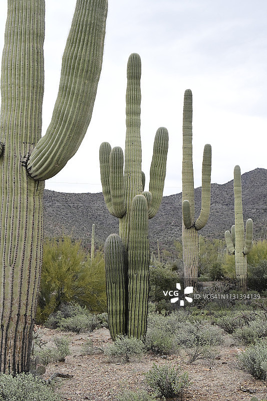 巨人柱仙人掌和沙漠植物图片素材