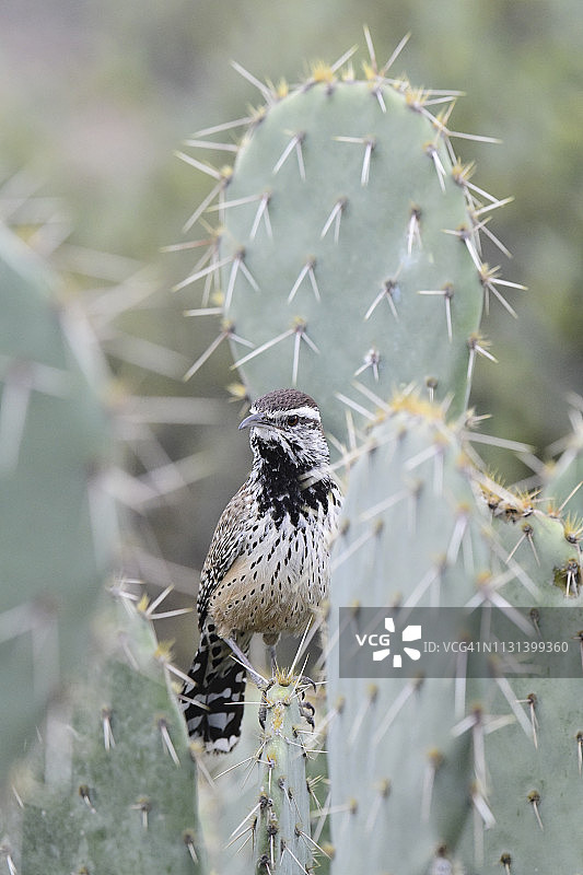 棕曲嘴鹪鹩图片素材