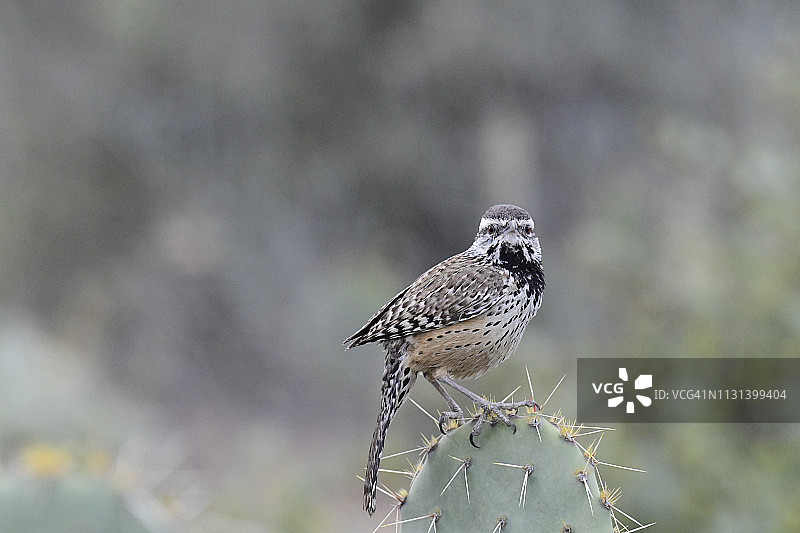 棕曲嘴鹪鹩图片素材