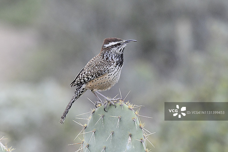 棕曲嘴鹪鹩图片素材