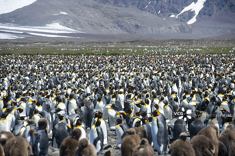 大量企鹅站在南乔治亚岛的栖息地图片素材