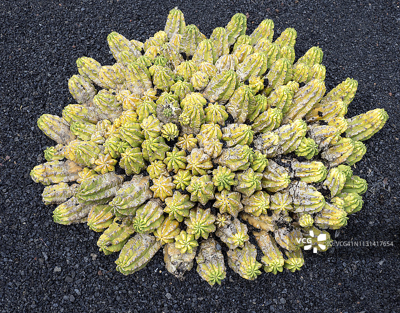 火山黑土地上的帝冠龙仙人掌图片素材