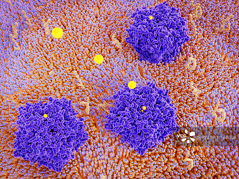 氯离子通道示意图图片素材