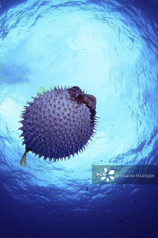 冲绳县庆良间群岛的黑斑多孔鱼图片素材