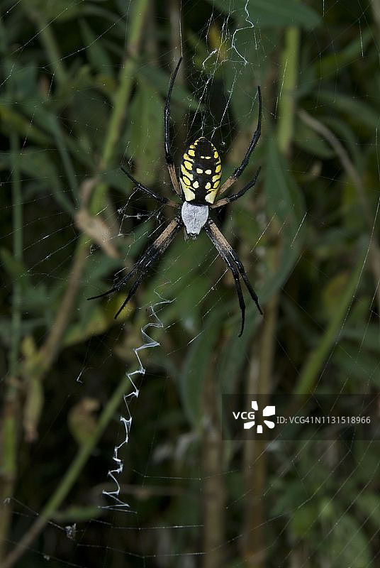 黑黄色花园蜘蛛，堪萨斯州利文沃思图片素材