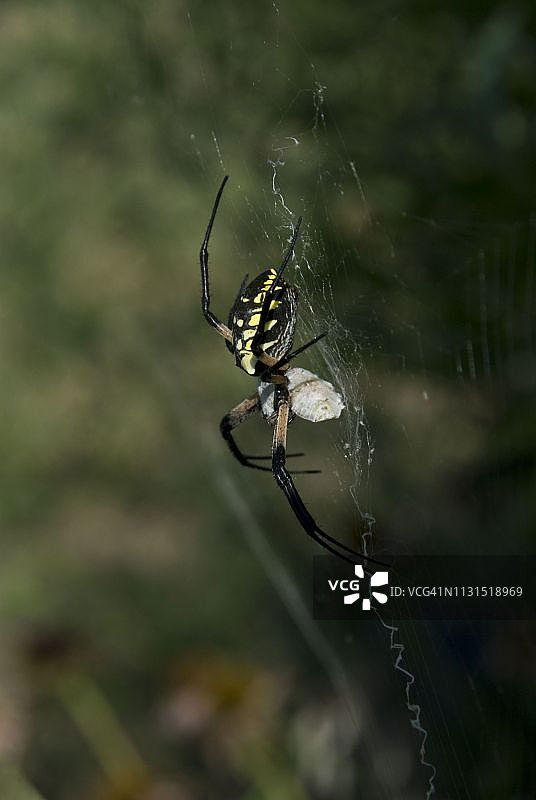 黑黄色的花园蜘蛛与猎物，堪萨斯州利文沃思图片素材
