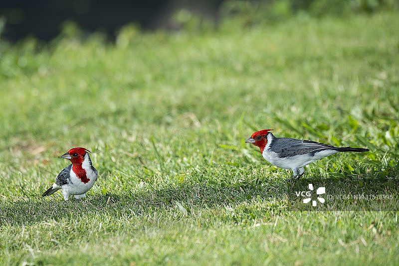 一对红冠主教鸟在夏威夷毛伊岛的地面上觅食图片素材