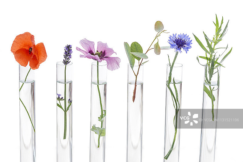 实验室试管中的美丽花朵，生物化学实验图片素材