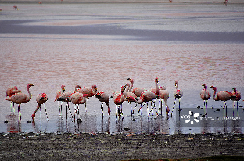 玻利维亚红色泻湖中的火烈鸟图片素材